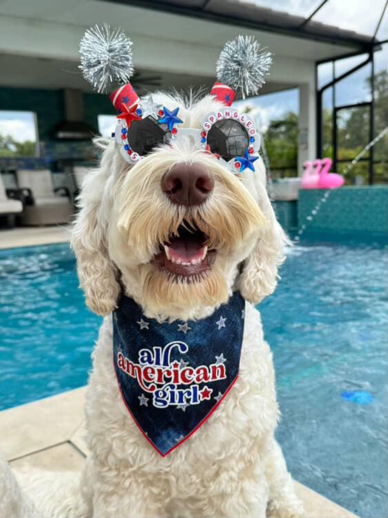 Star Spangled Pup Dog Sunglasses – Patriotic 4th of July Dog Shades
