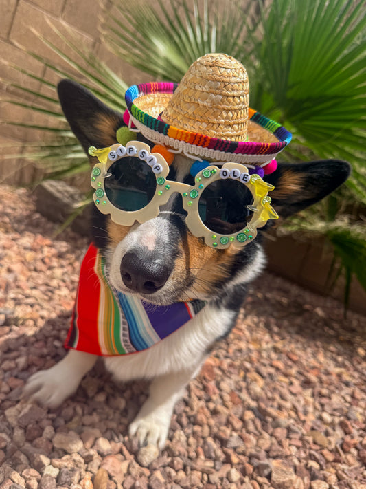 Sip Sip Ole Sunglasses