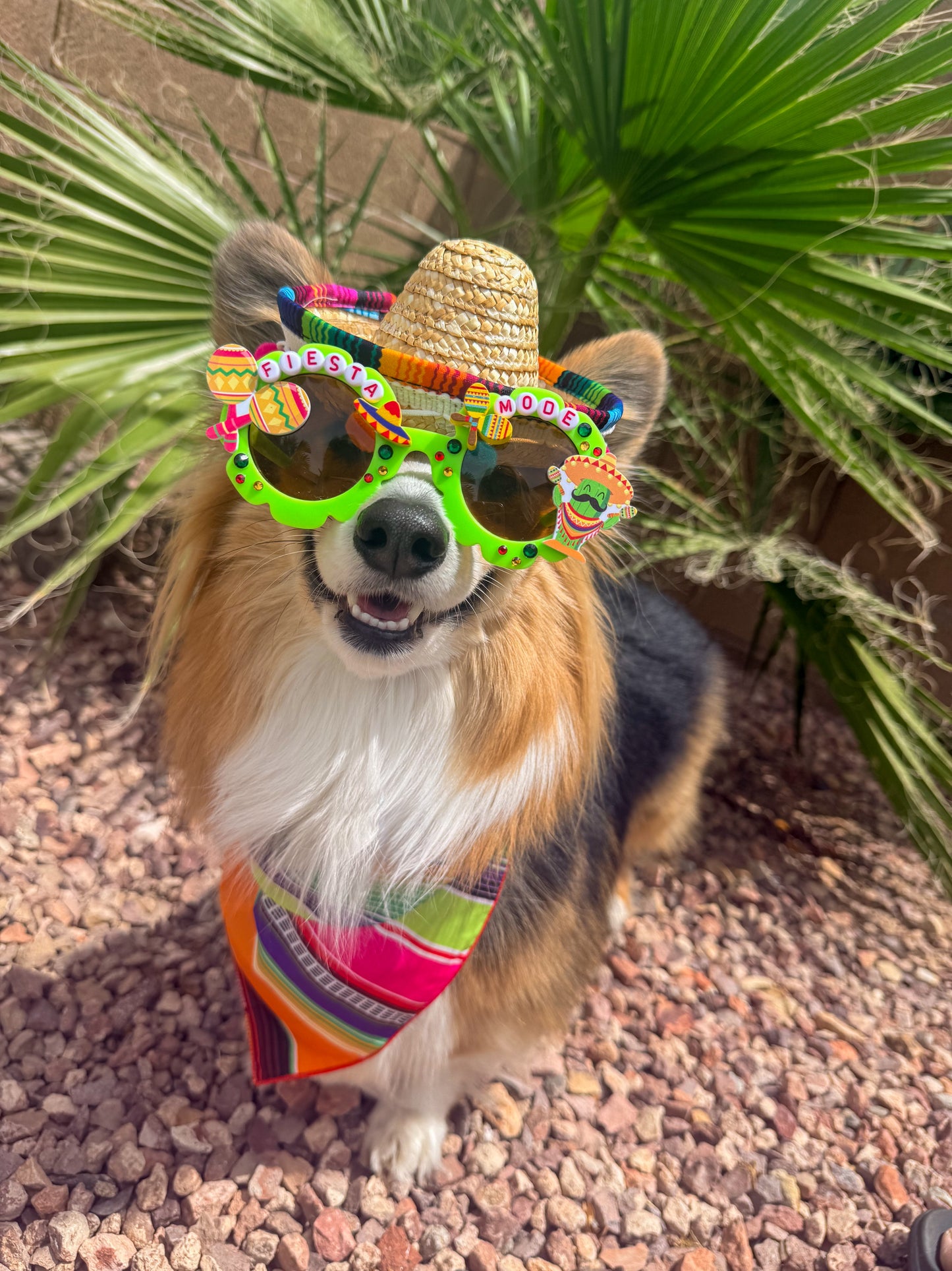Fiesta Mode Sunglasses