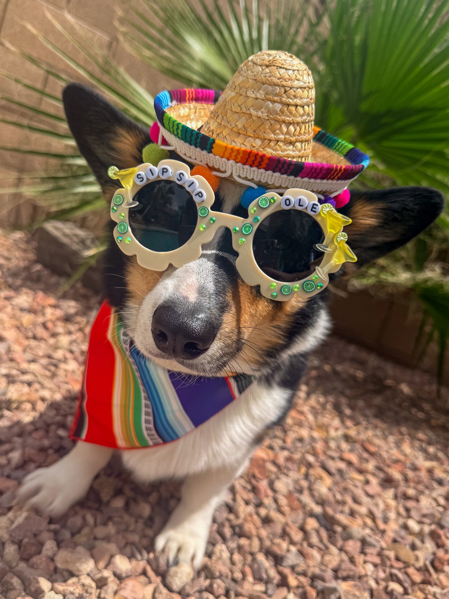 Sip Sip Ole Sunglasses