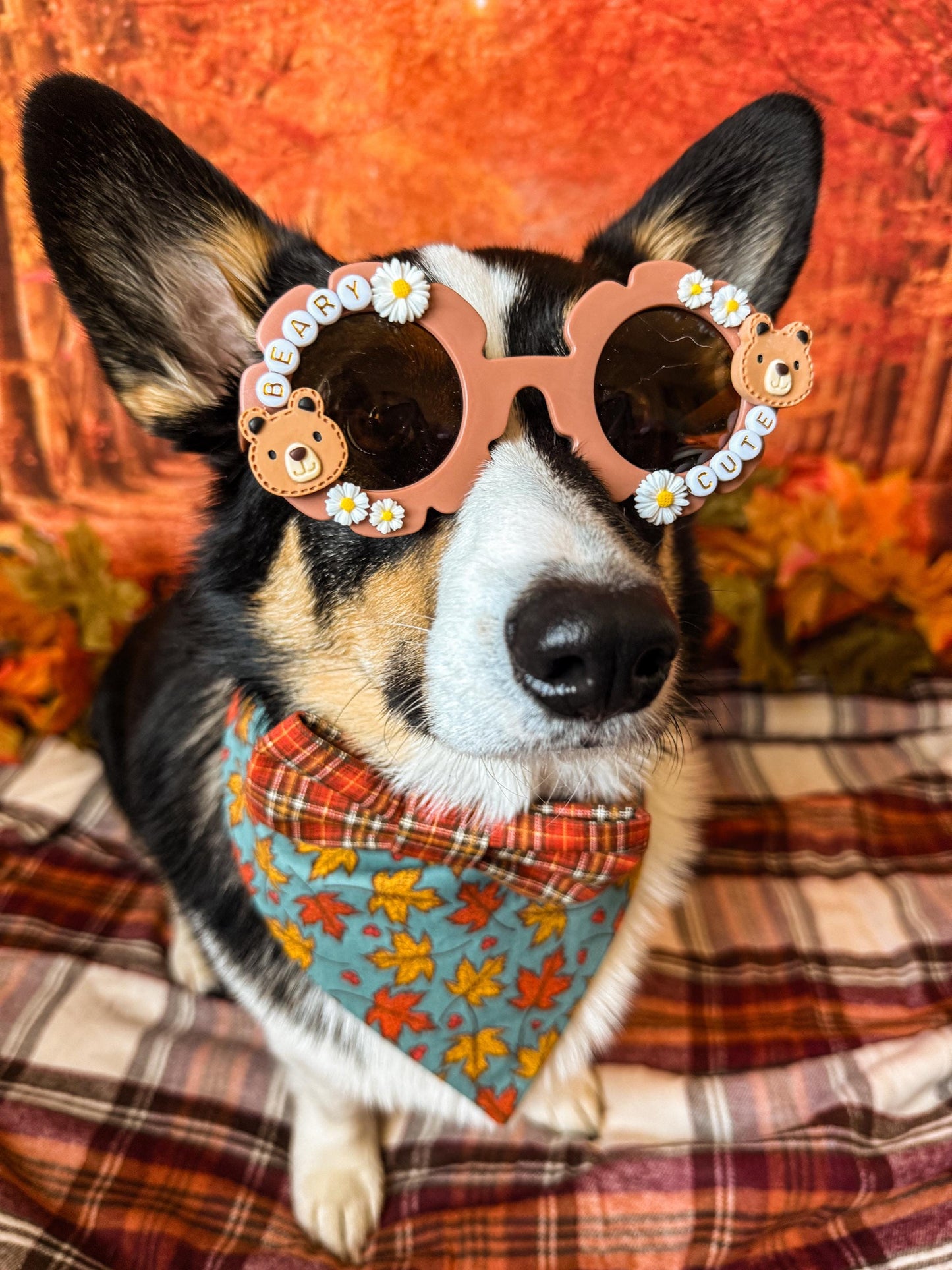 Bear-Themed Dog Sunglasses: Daisy, Bear Charms
