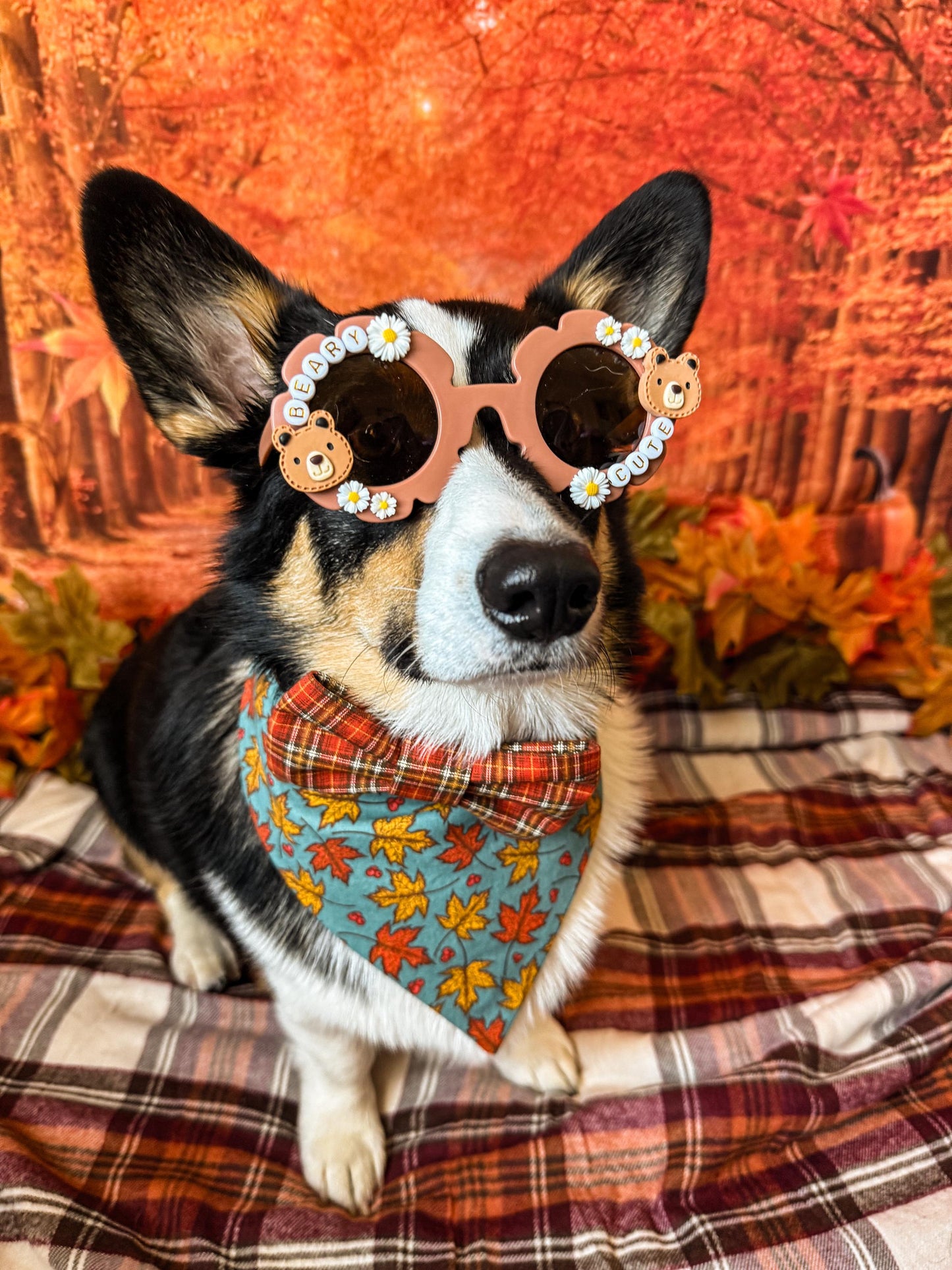 Bear-Themed Dog Sunglasses: Daisy, Bear Charms
