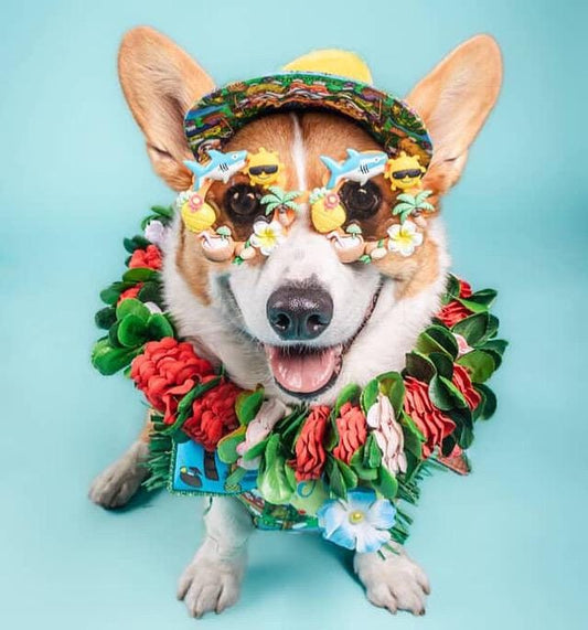 CUSTOM- DESIGN/THEME Dog Sunglasses