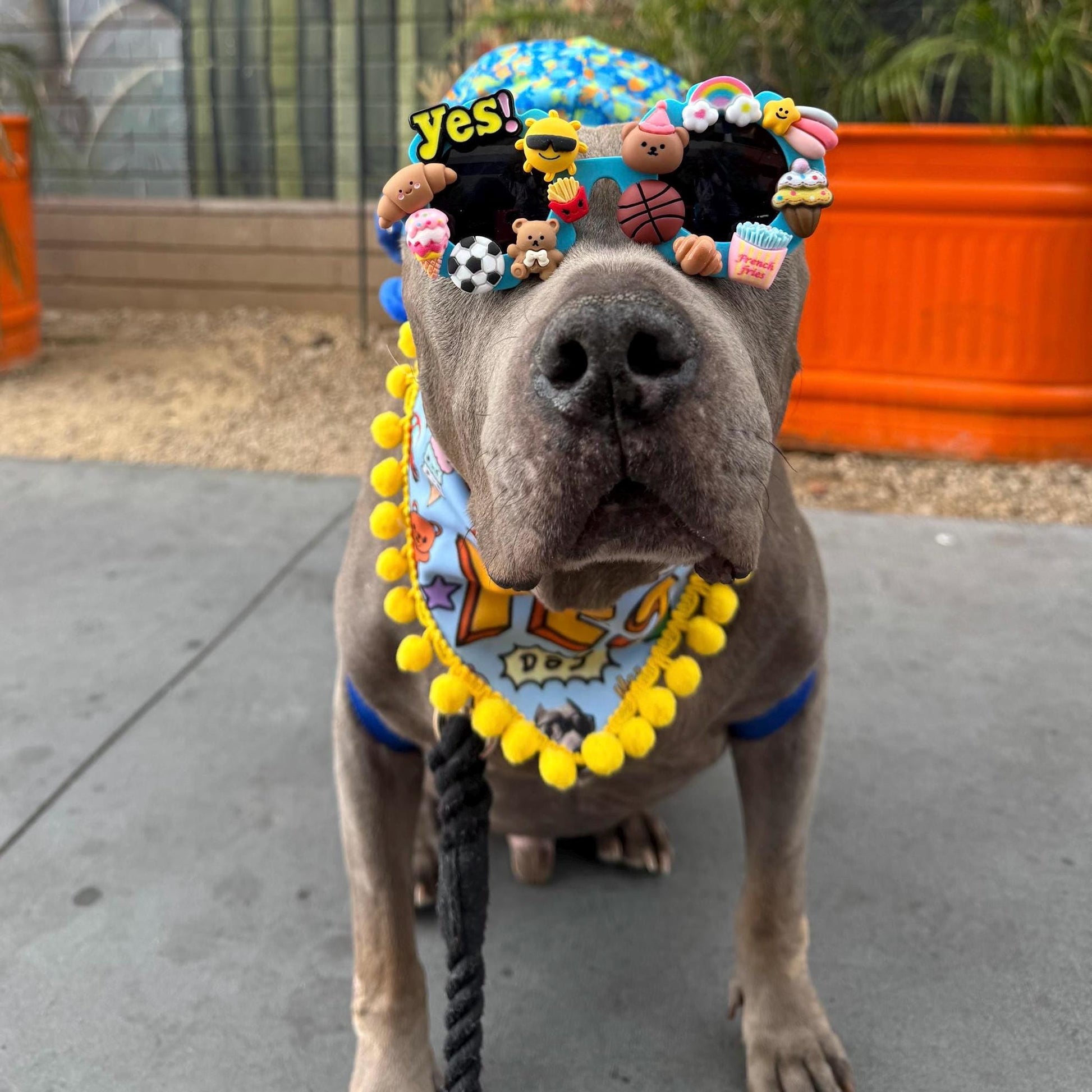 CUSTOM- DESIGN/THEME Dog Sunglasses