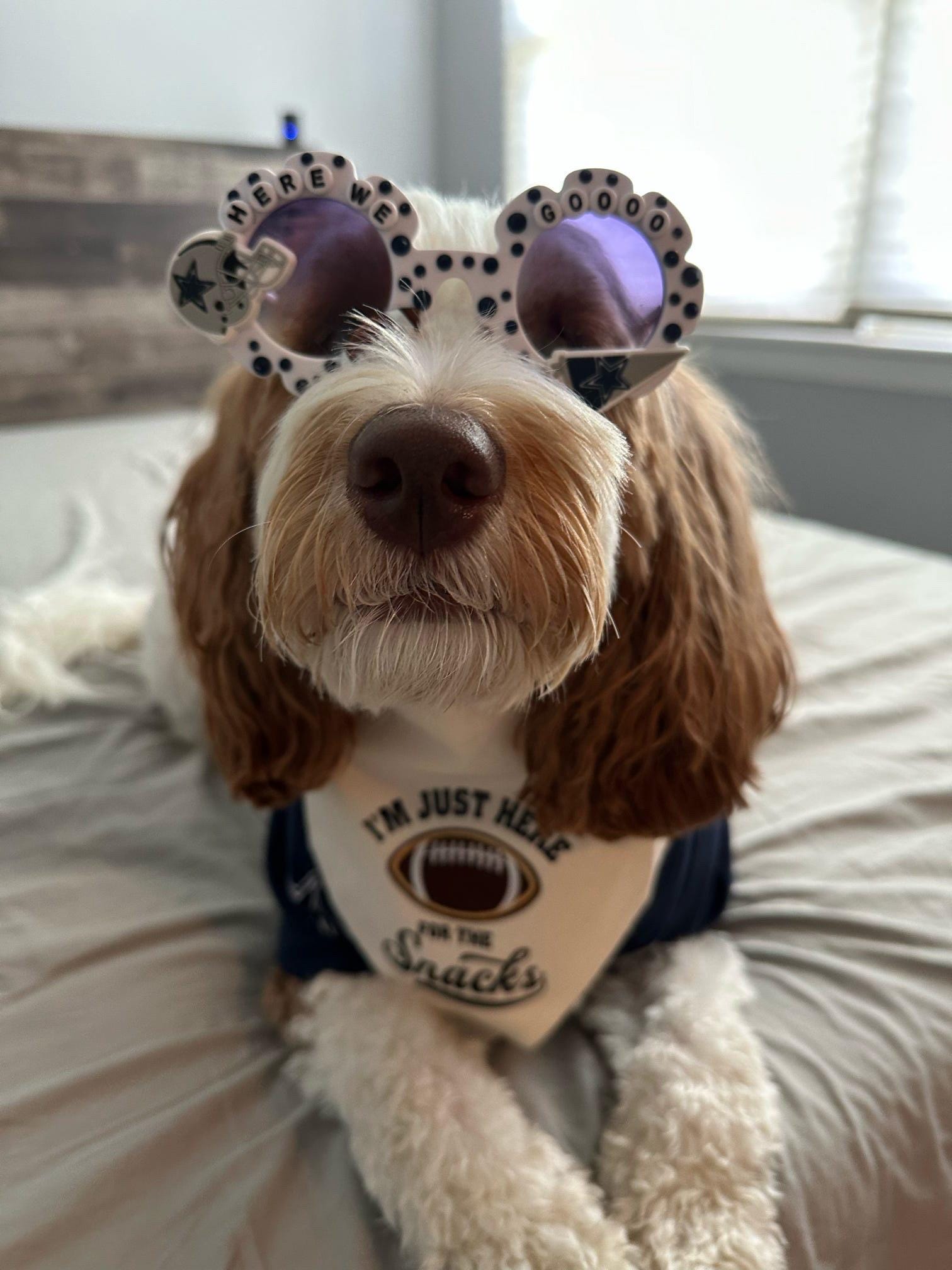 CUSTOM- DESIGN/THEME Dog Sunglasses