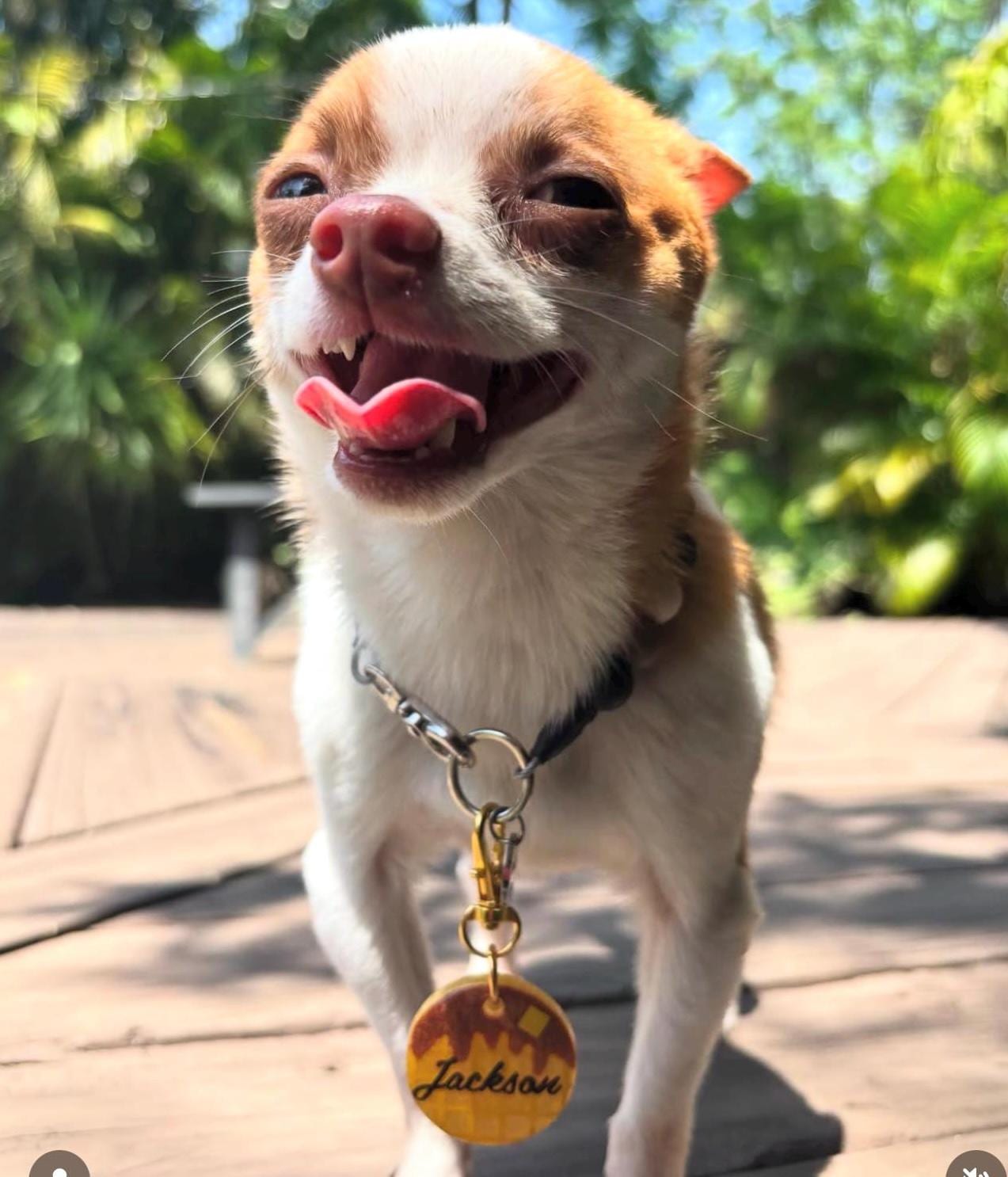 Custom Waffle Pet Tag