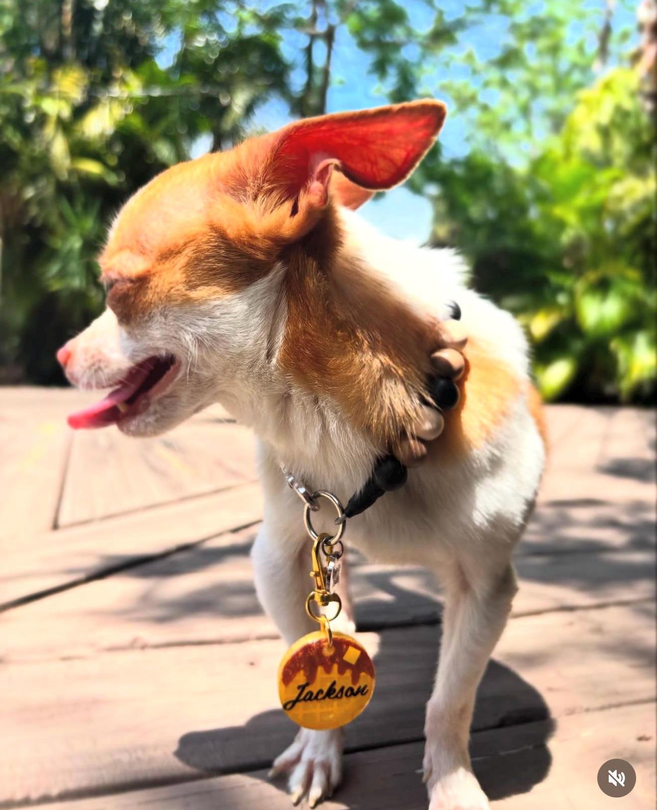 Custom Waffle Pet Tag