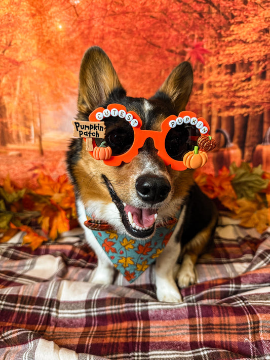 Cutest Pupkin Sunglasses