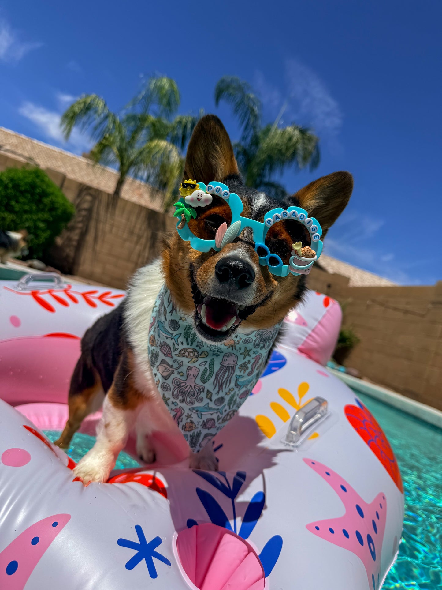 Pup Paradise Sunglasses