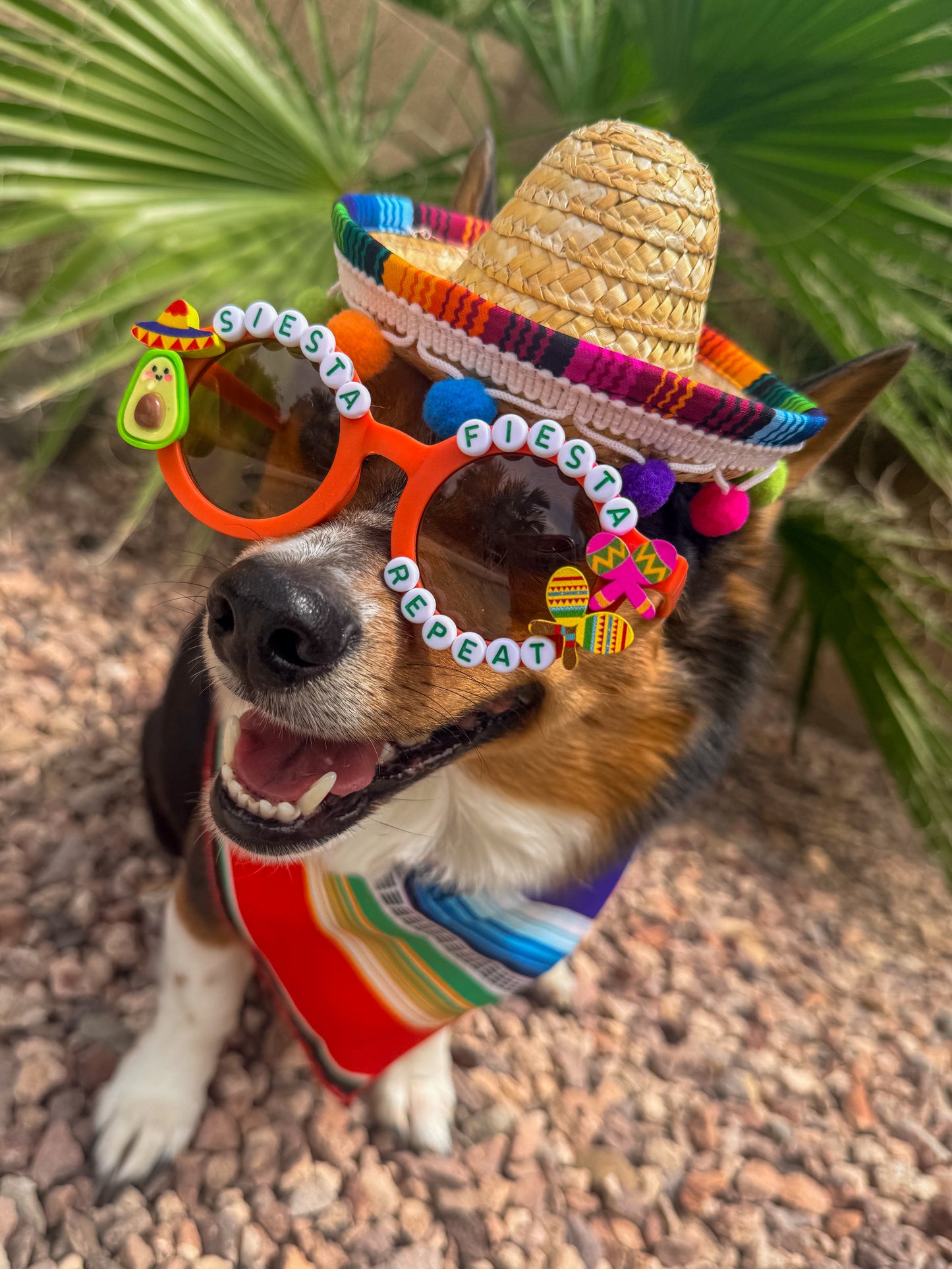 Siesta Fiesta Repeat Sunglasses