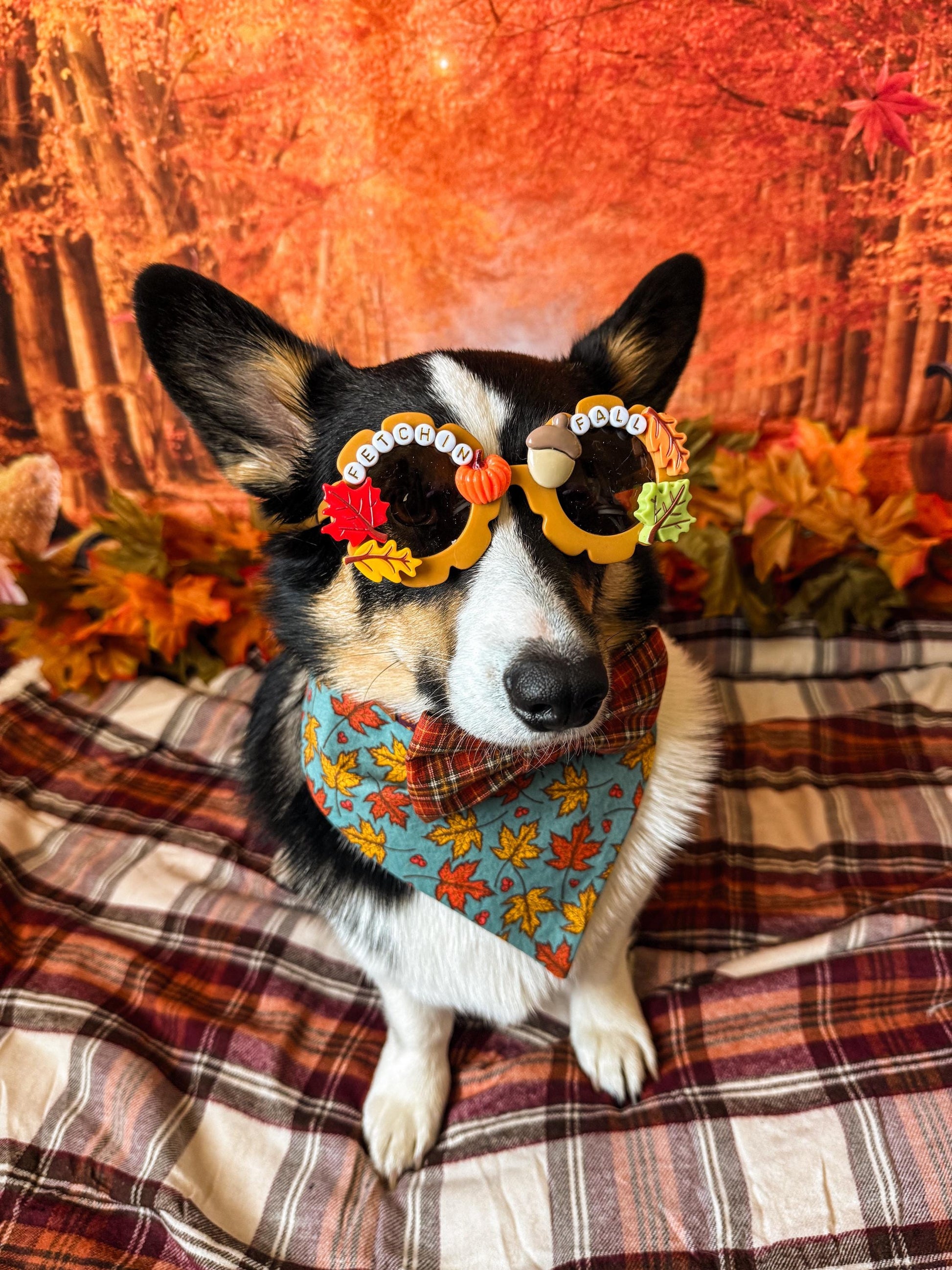 Fetchin Fall Sunglasses