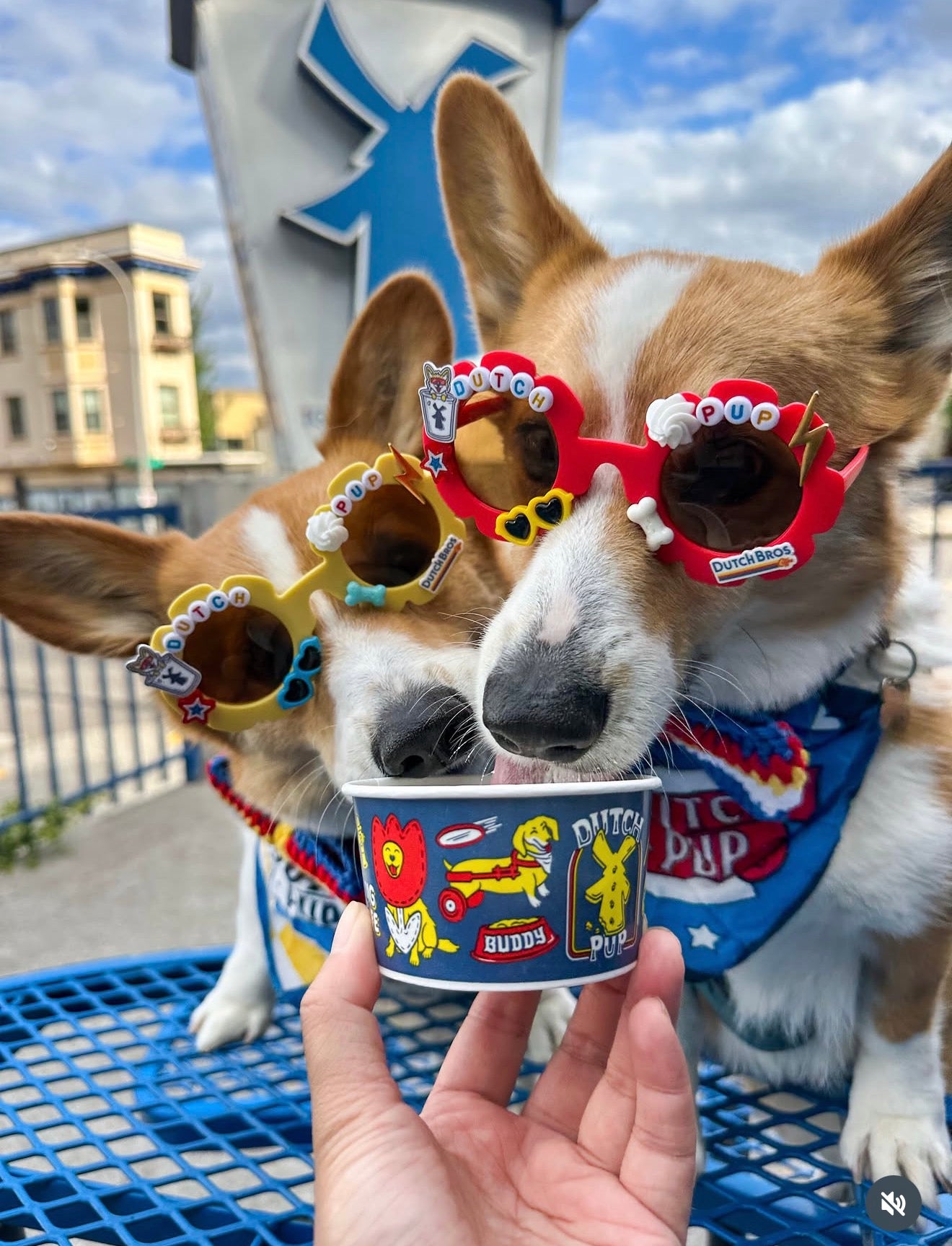 Dutch Pup Sunglasses