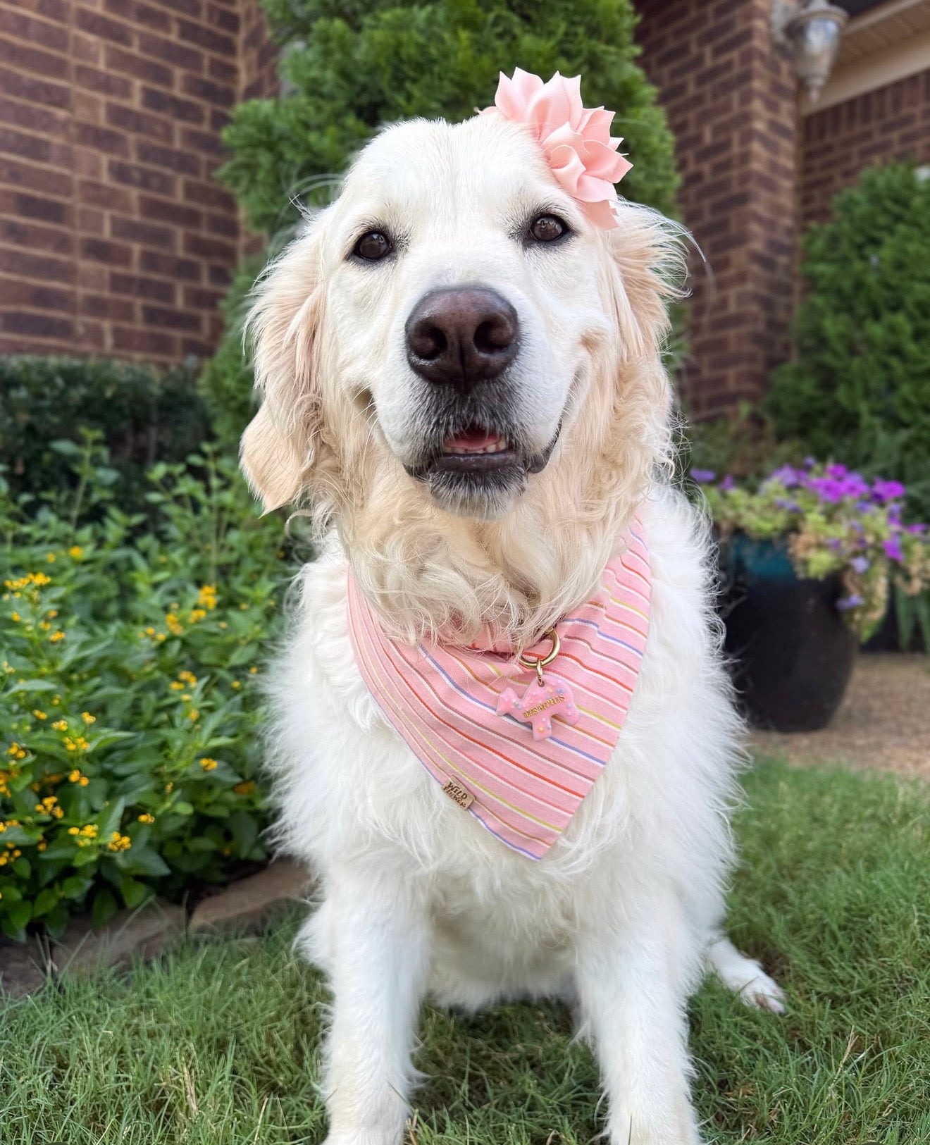Pampered Pup Sunglasses- Celebrate Memphis’ Birthday!