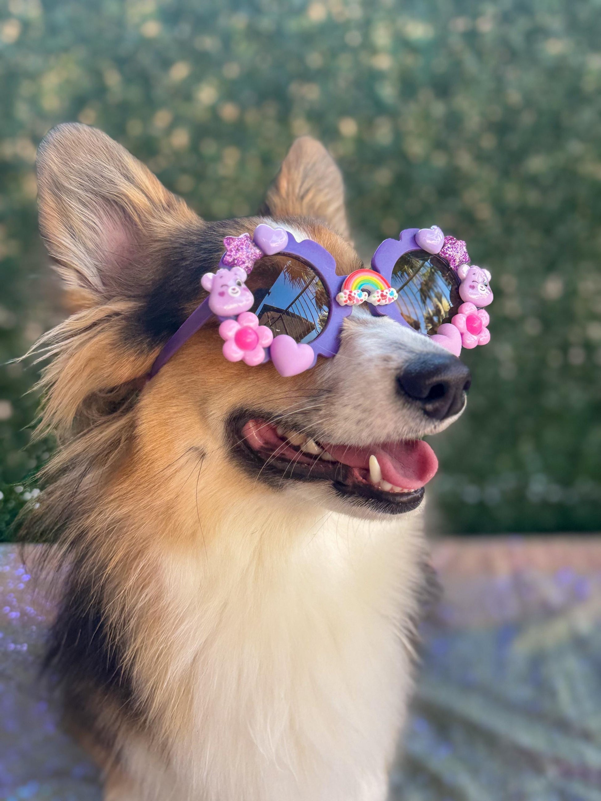 Harmony Bear Sunglasses