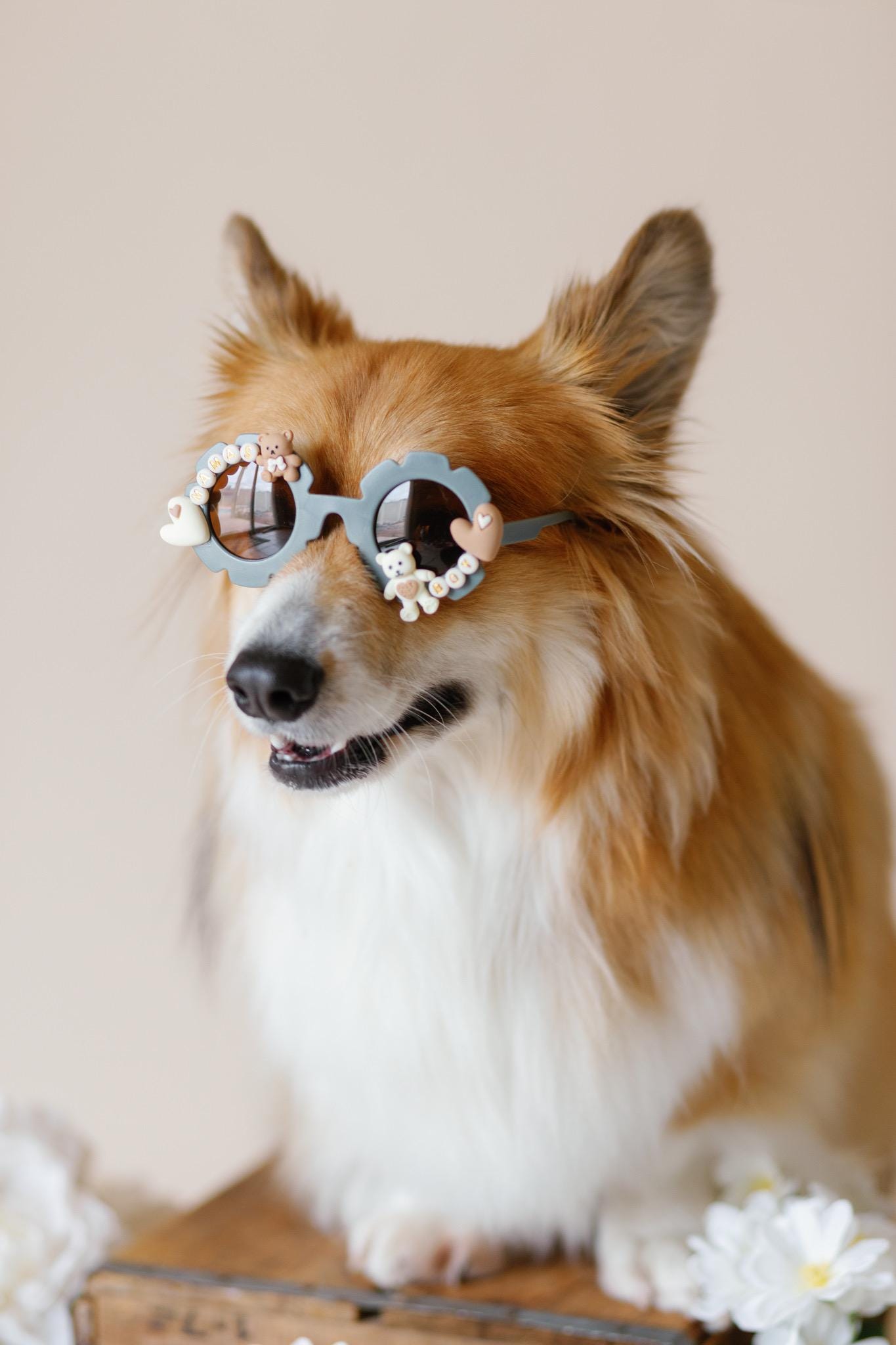 Mama’s Boy Dog Sunglasses
