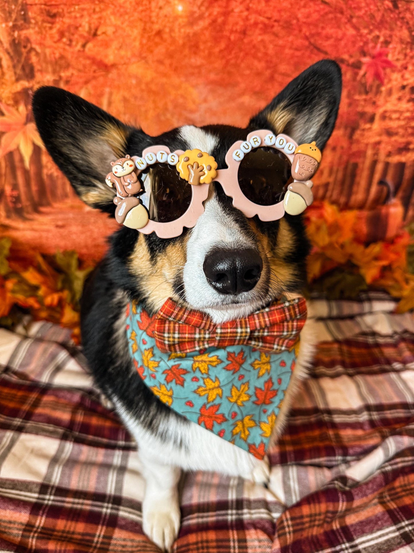 Nuts Fur You Sunglasses