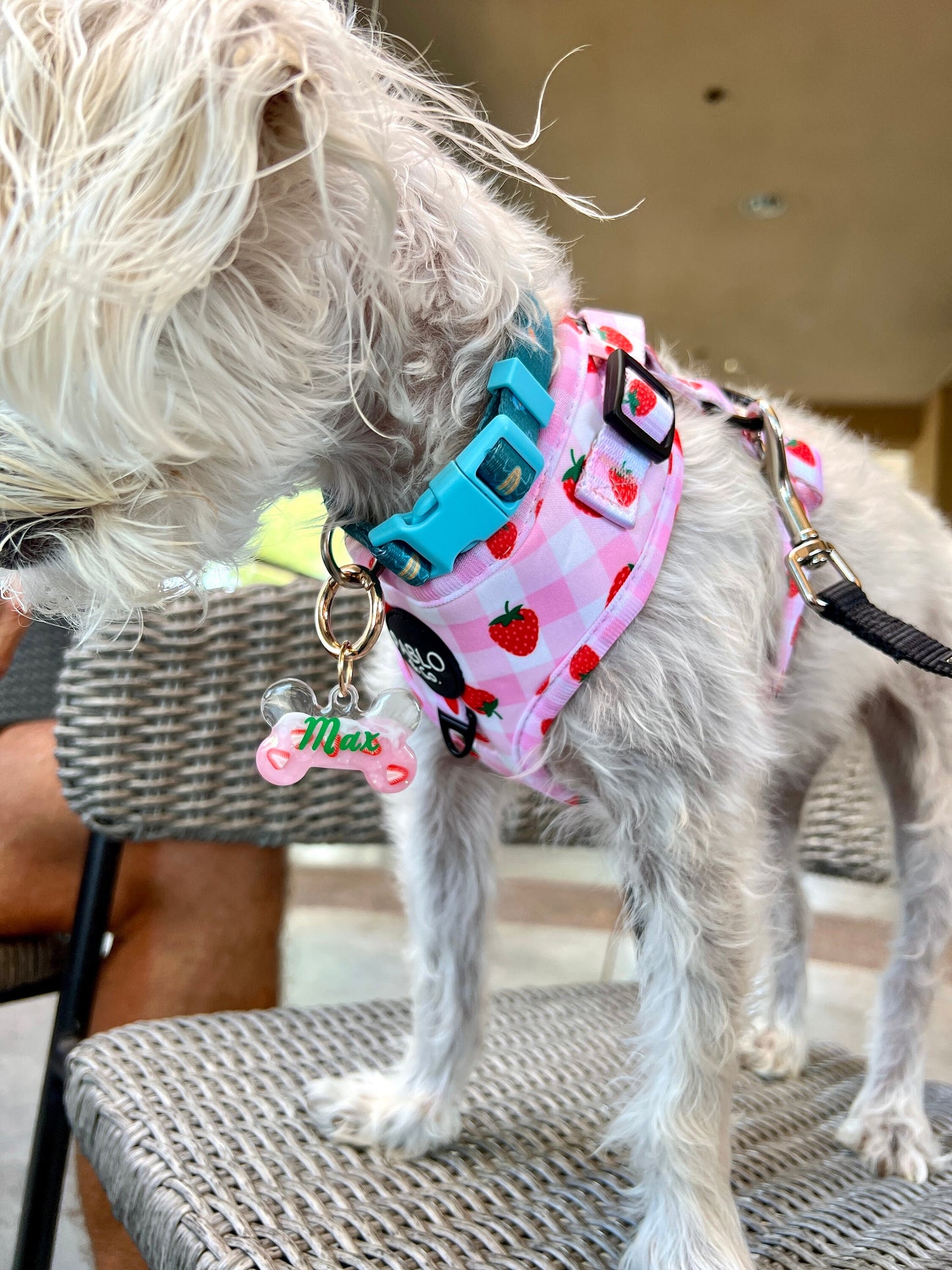 PINK DRINK Pet Tag