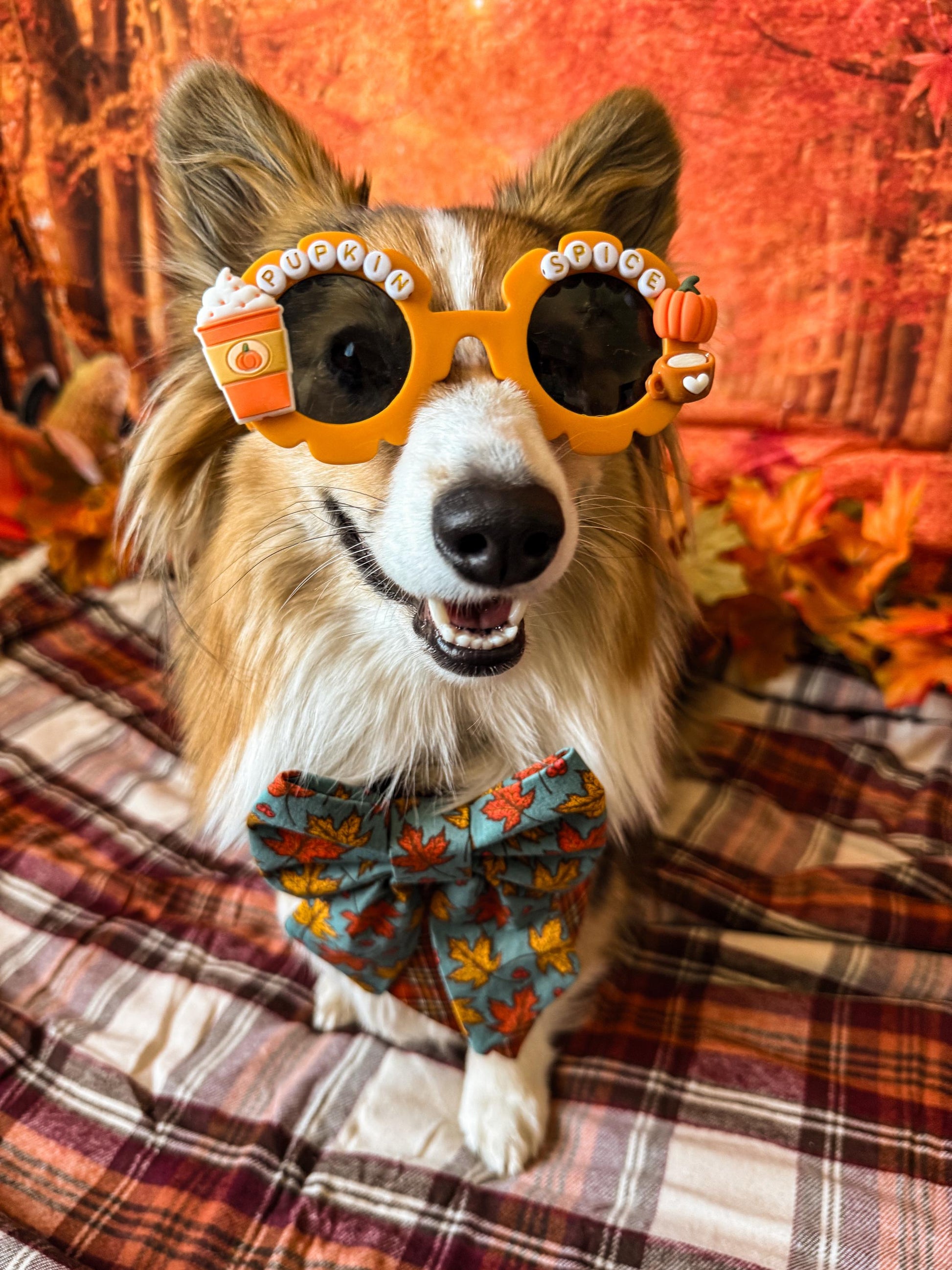 Pupkin Spice Dog Sunglasses: Autumn PSL