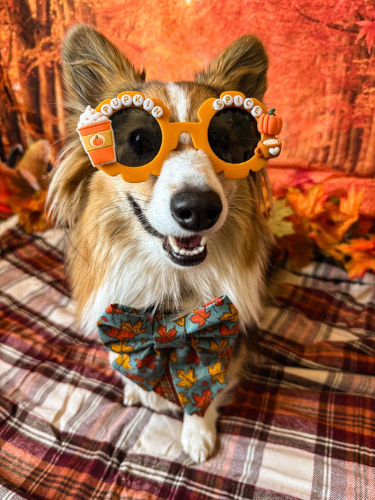 Pupkin Spice Dog Sunglasses: Autumn PSL