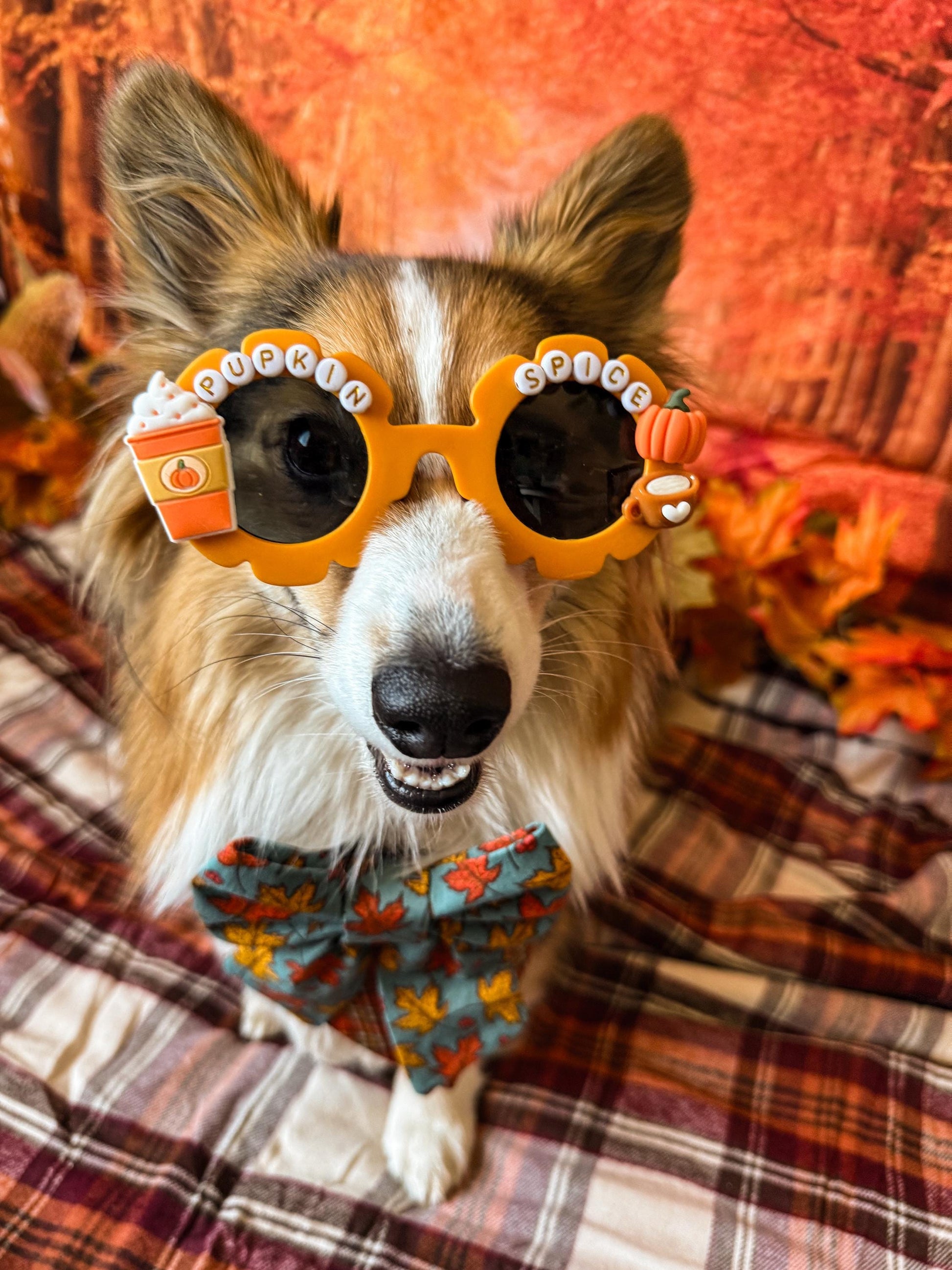 Pupkin Spice Dog Sunglasses: Autumn PSL