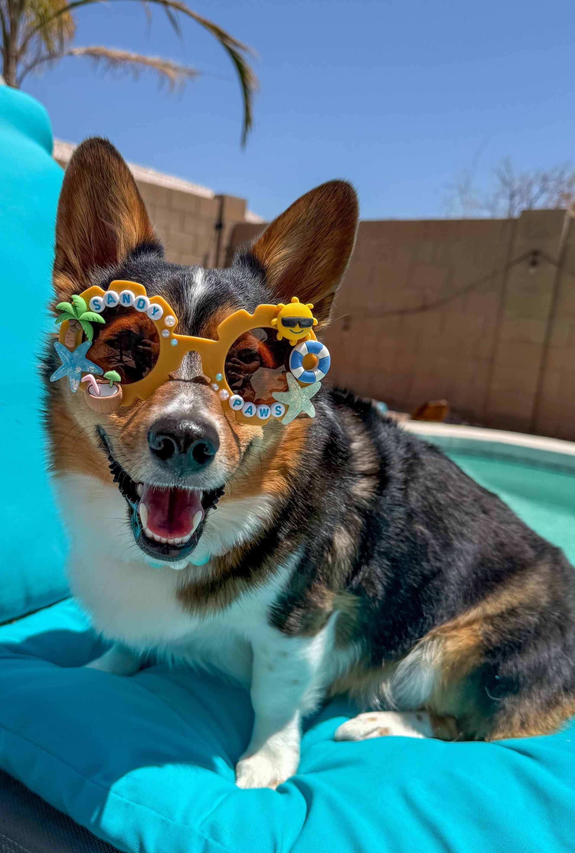 Sandy Paws Sunglasses