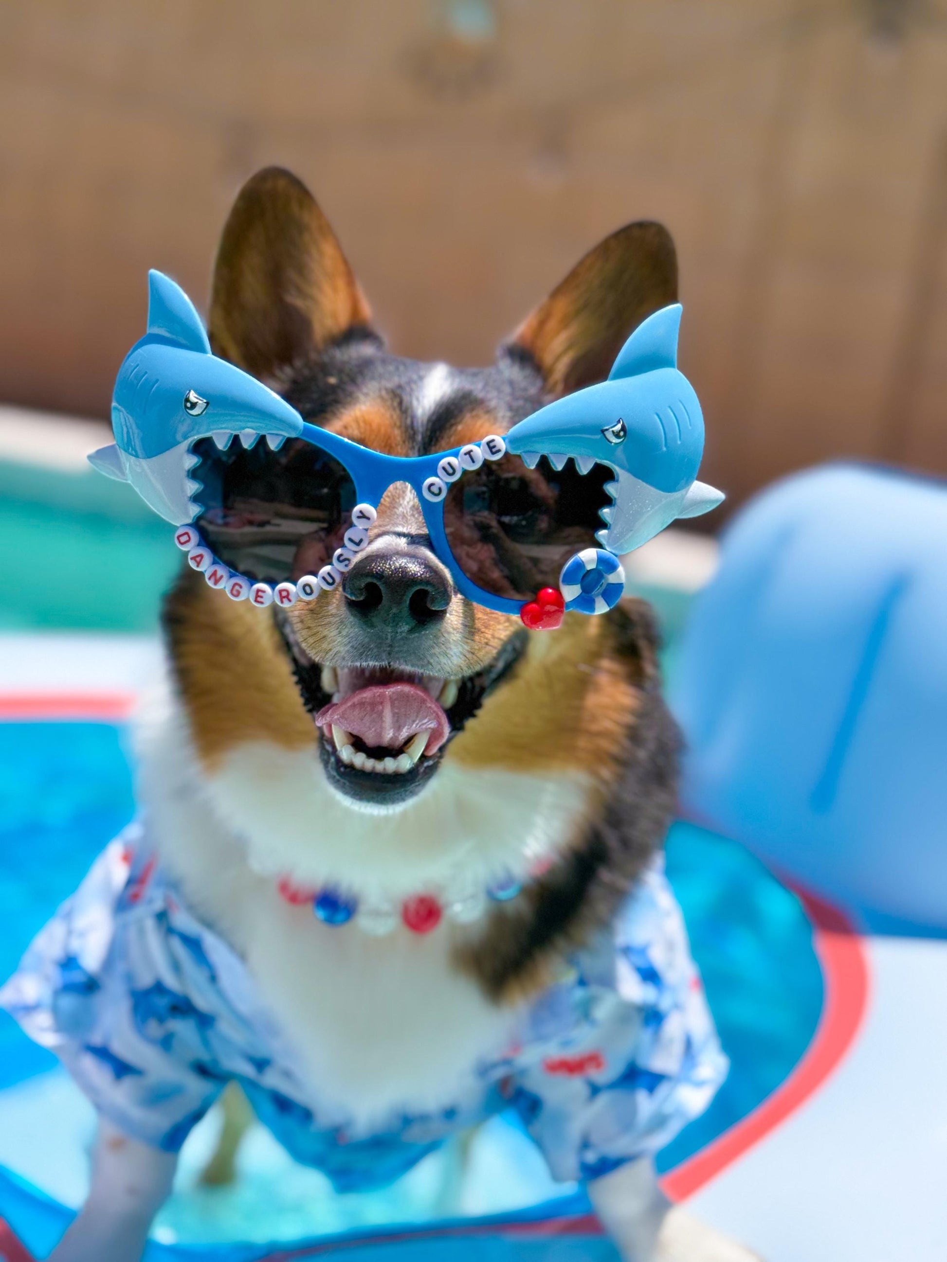 Shark Week Dog Sunglasses