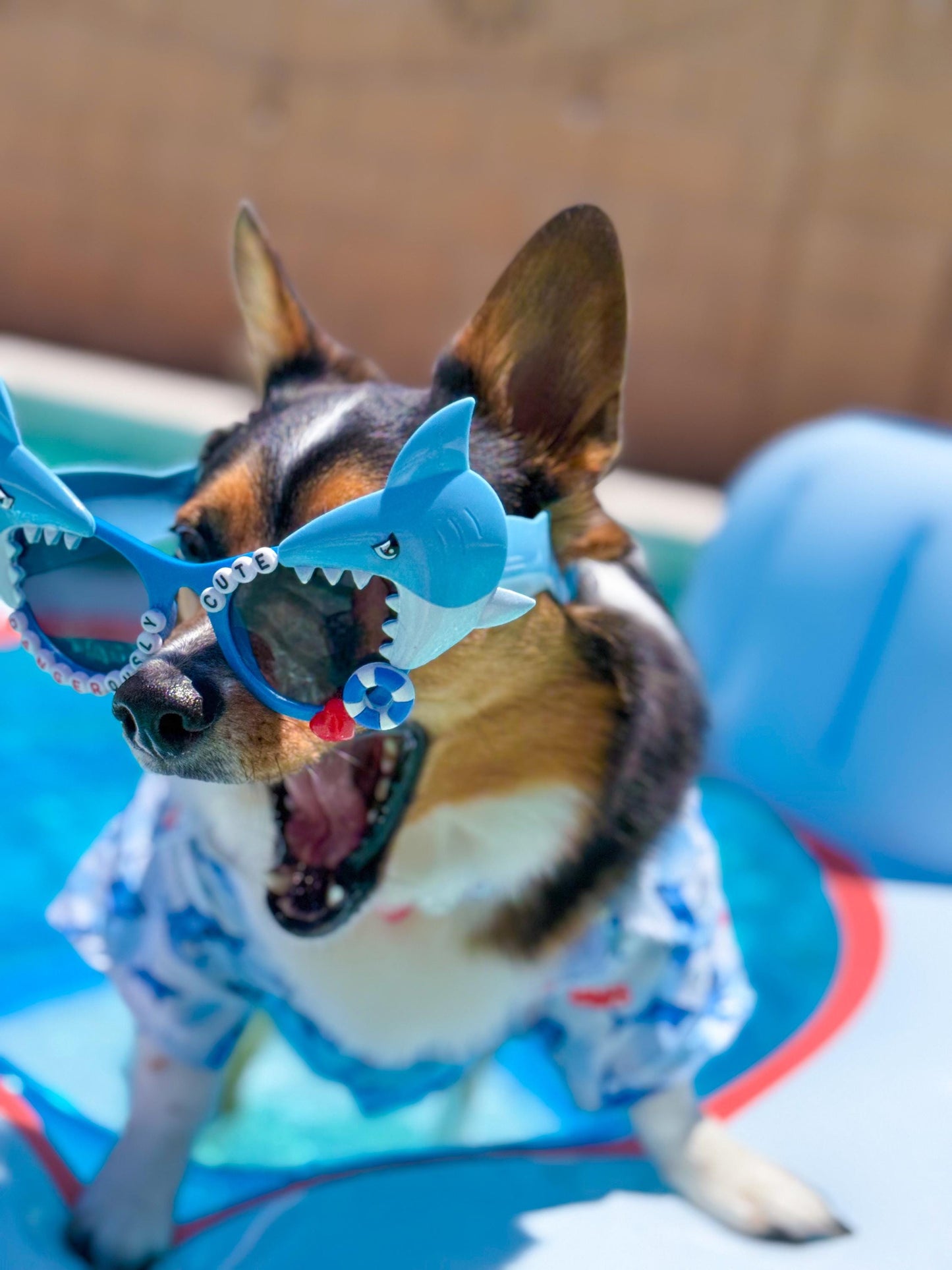 Shark Week Dog Sunglasses
