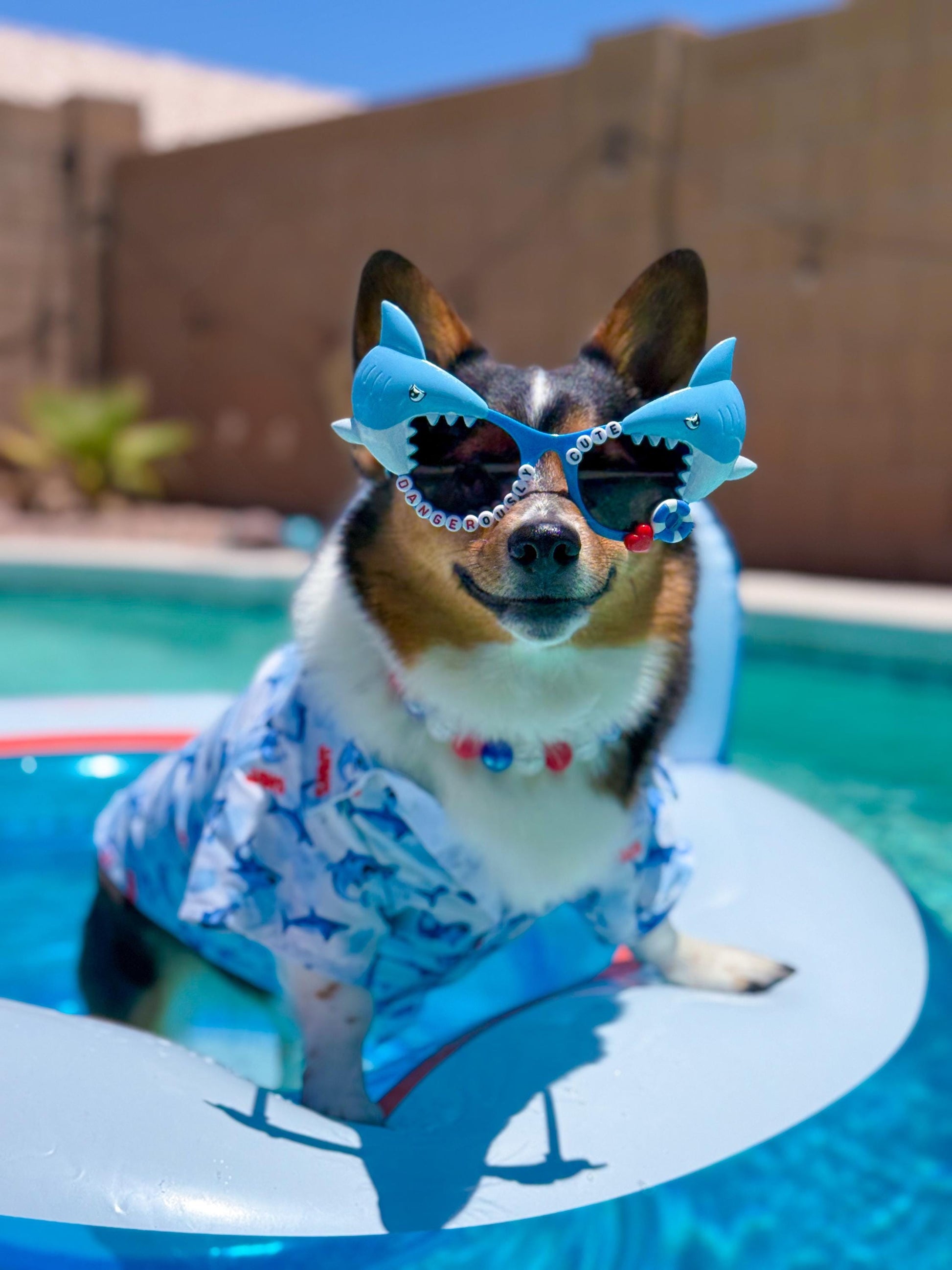 Shark Week Dog Sunglasses