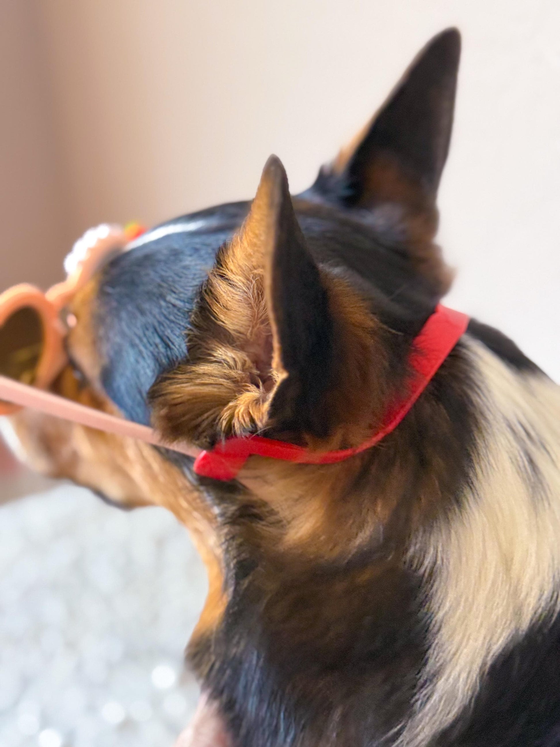 Silicone Dog Sunglasses Strap – Adjustable Non-Slip Band for Pet Sunglasses | Multiple Colors