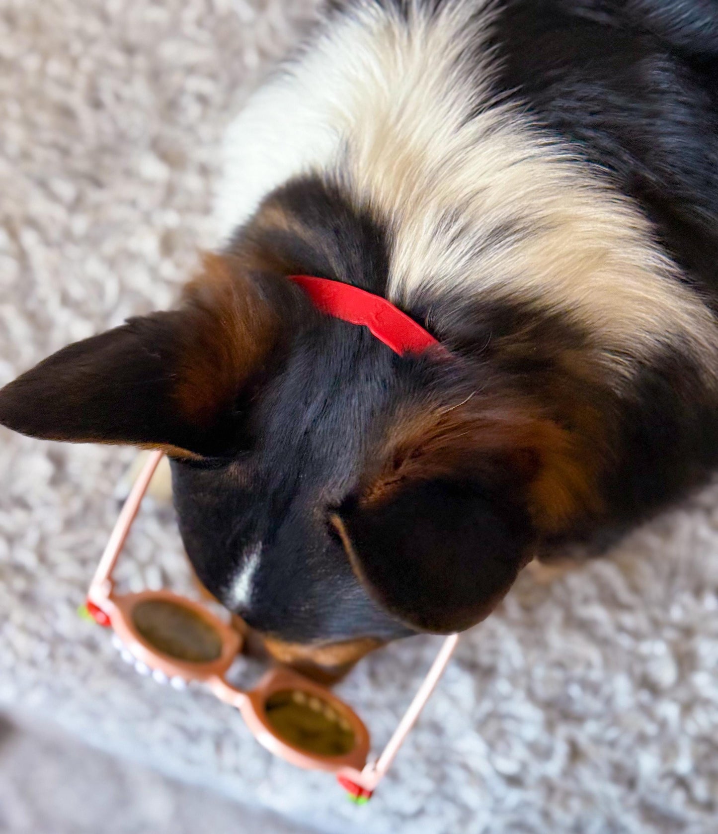 Silicone Dog Sunglasses Strap – Adjustable Non-Slip Band for Pet Sunglasses | Multiple Colors