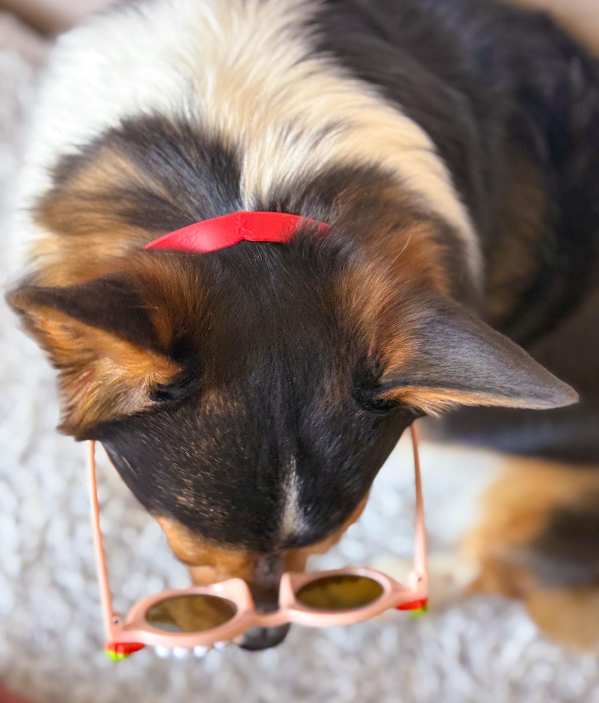 Silicone Dog Sunglasses Strap – Adjustable Non-Slip Band for Pet Sunglasses | Multiple Colors