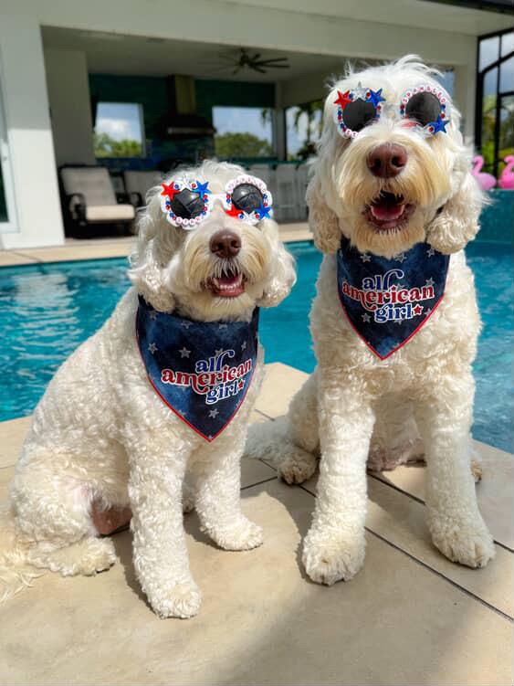 Star Spangled Pup Dog Sunglasses – Patriotic 4th of July Dog Shades