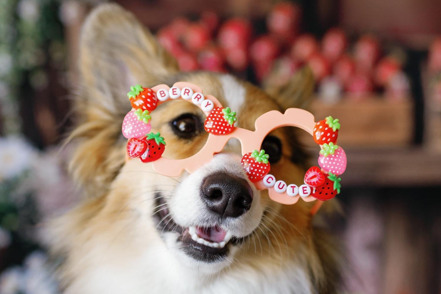 Strawberry Pet Sunglasses – Fun Dog Sunnies