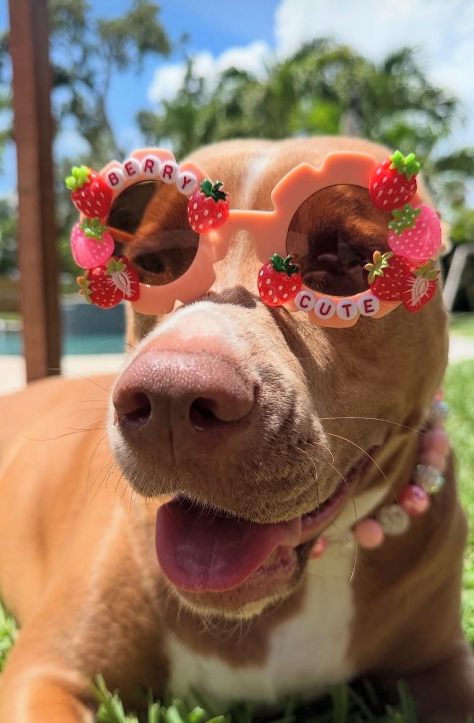 Strawberry Pet Sunglasses – Fun Dog Sunnies