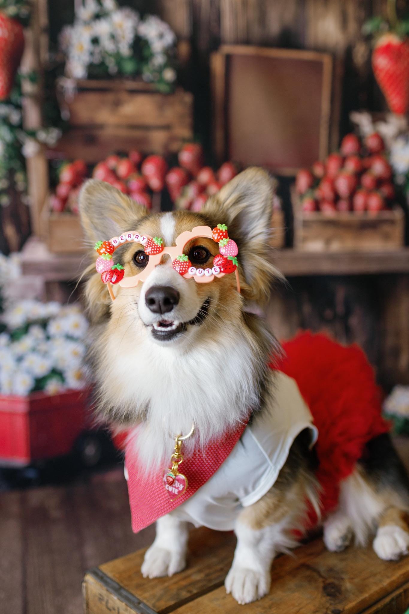 Strawberry Pet Sunglasses – Fun Dog Sunnies