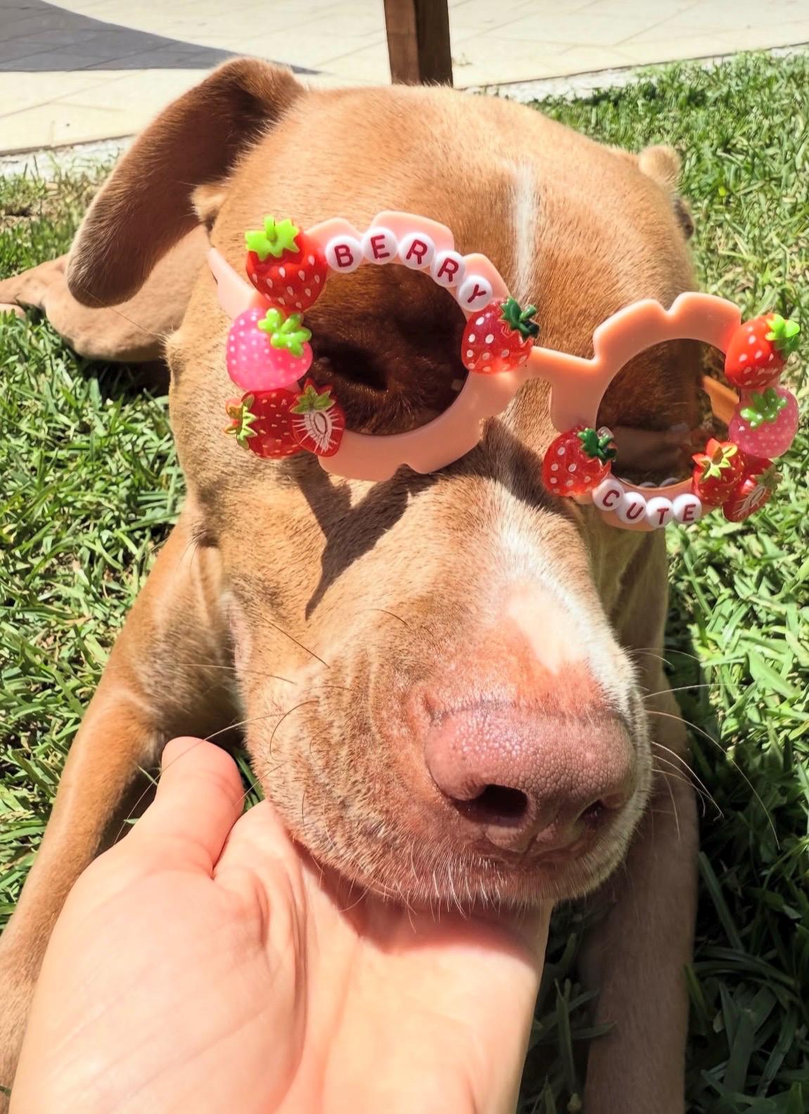 Strawberry Pet Sunglasses – Fun Dog Sunnies