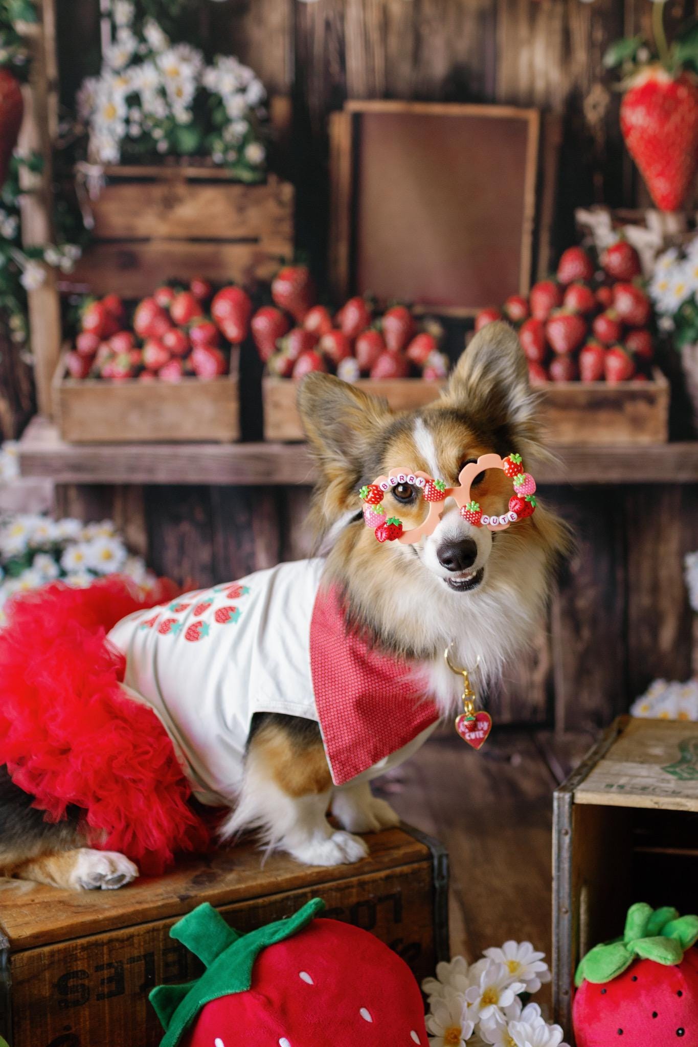 Strawberry Pet Sunglasses – Fun Dog Sunnies