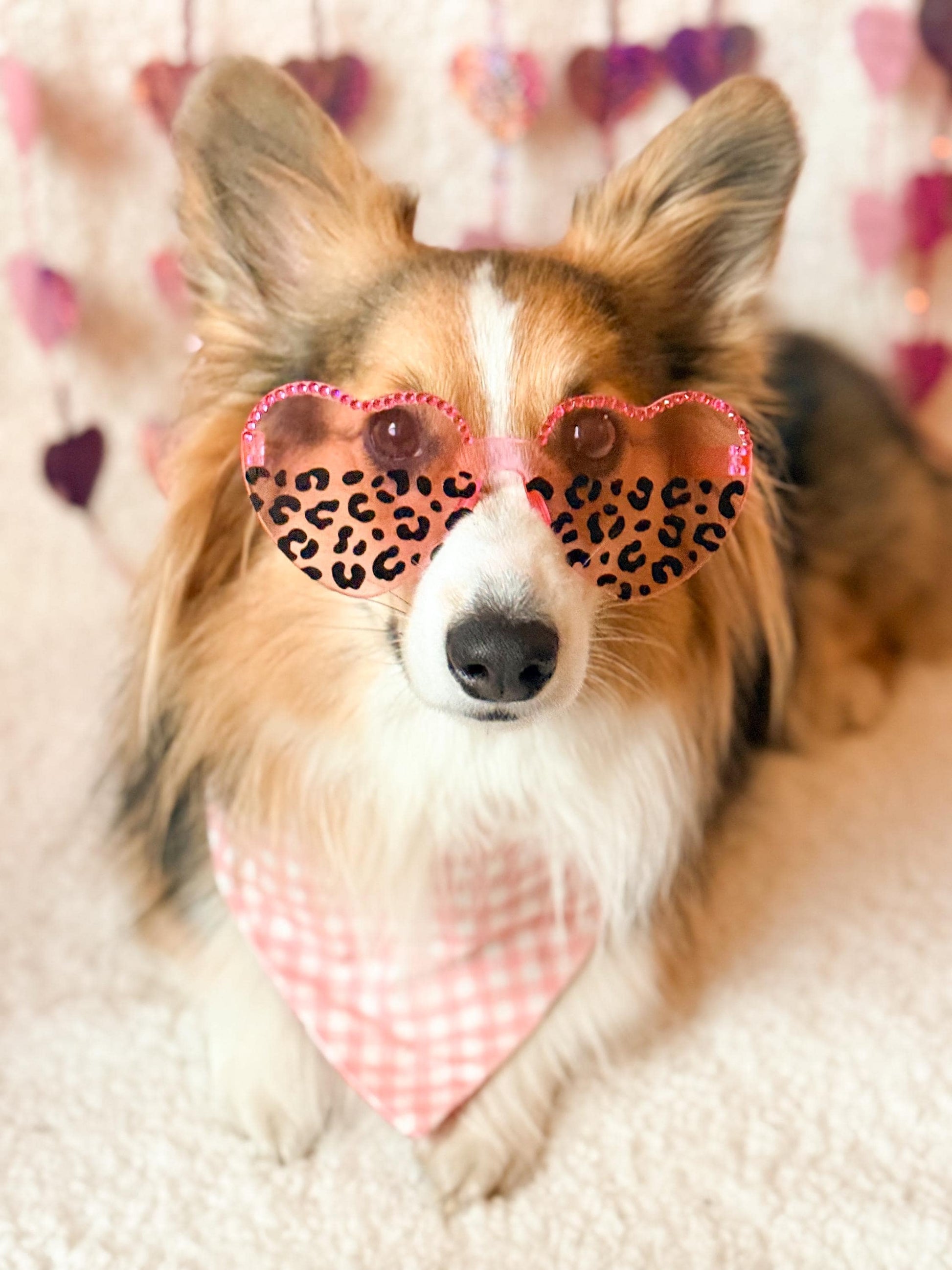 Wild At Heart Pet Sunglasses